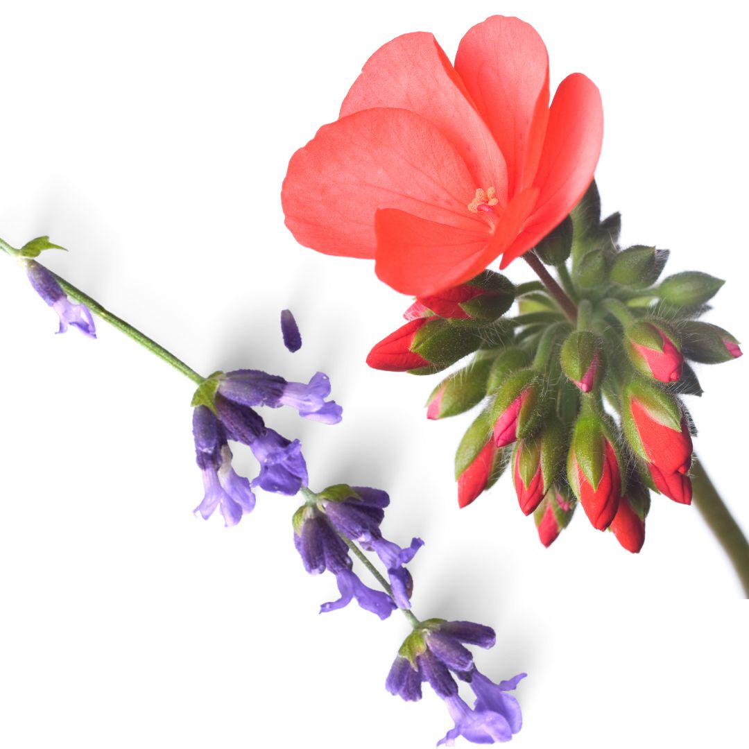 Lavender Geranium